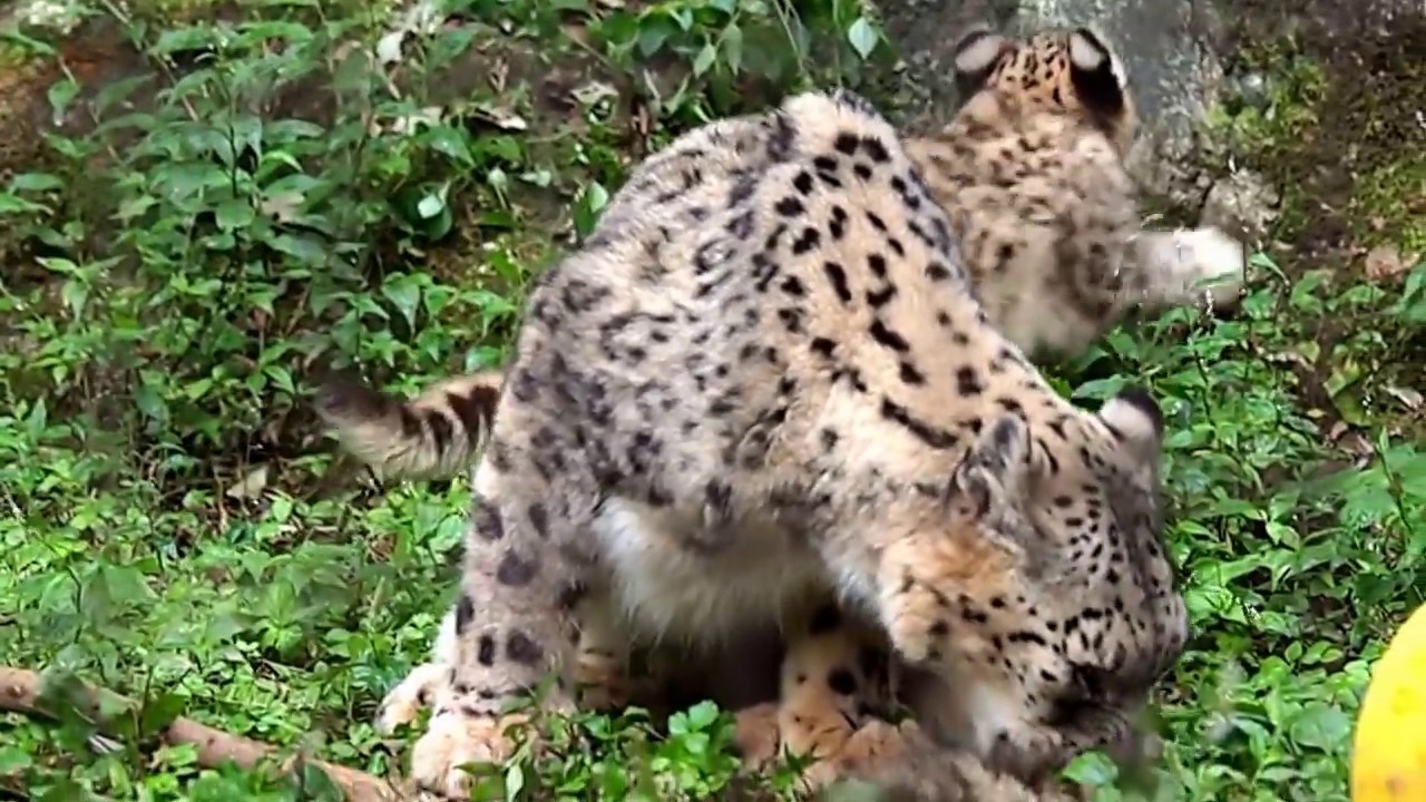 3つ子ユキヒョウ　エナ　スカイ　アサヒ