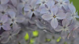 Frank Sinatra - &#39;We&#39;ll gather lilacs in the spring&#39;  #Lilacs #FrankSinatra