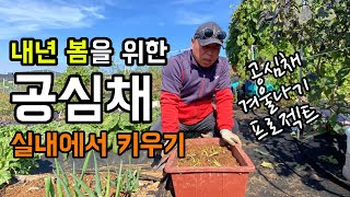 공심채 겨울나기 프로젝트 / 내년 봄을 위한 공심채 실내에서 키워보기 / 엔피오의 실험농장