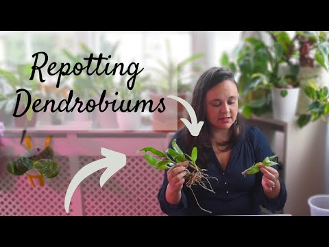 , title : 'How to repot Dendrobium Phalaenopsis | Preparing my orchids for cooler weather'