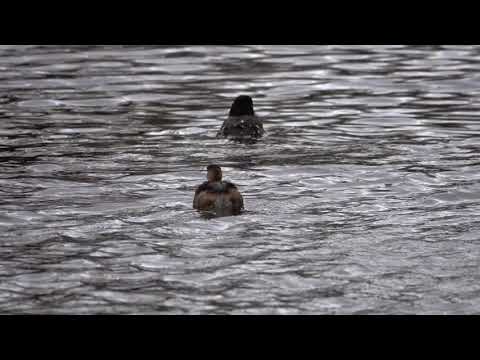 , title : 'Little Grebe makes friends with the Tufted Ducks'