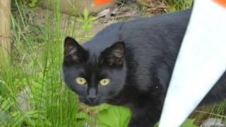 Katze Mimi – Katzenspiel 