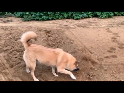 200905畑の警察犬police dog of field