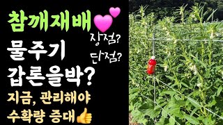 텃밭 참깨???? 물주기 갑론을박? 물주기 장단점? 지금 관리해야 수확량 증대????