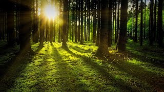 Forest Landscape || Music to  Relax ||  Meditation || Sound to relieve your stress