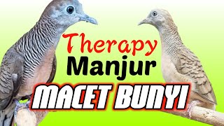 Download lagu SUARA THERAPY perkutut MACET BUNYI JERNIH BAGUS UNTUK MASTERAN PERKUTUT mp3