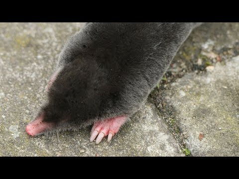 Talpa europaea (Maulwurf / Mole / Topo Común)