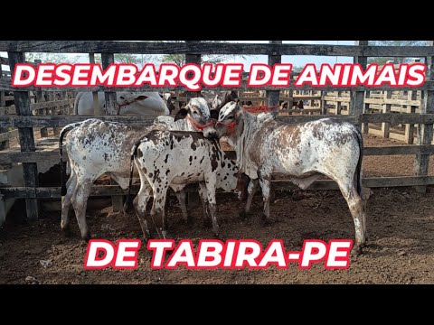 Animal unloading from Tabira-PE (February 24, 2026)