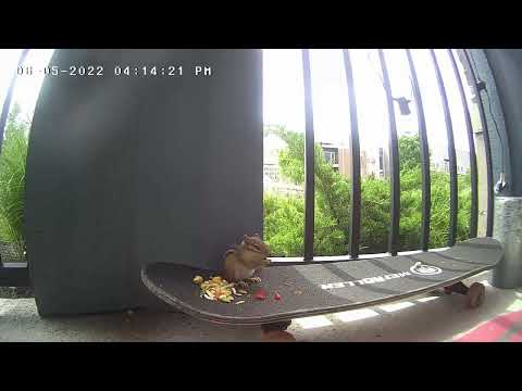 Baby Chipmunk enjoying fresh strawberries, until.....