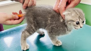 Kätzchen Lulu schreit im ersten Krankenhaus