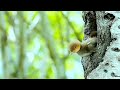Animals Theme Song WhatsApp Status Tuning Rajput Collection