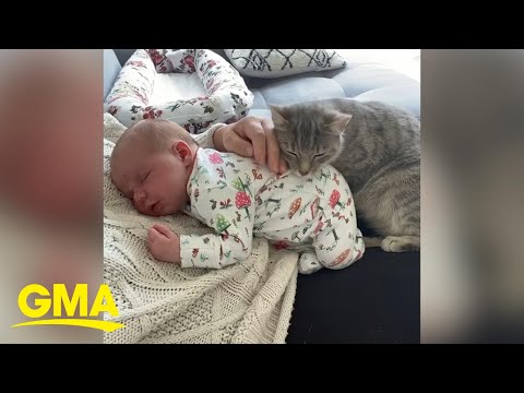 Orphaned cat takes snuggling seriously as the new big sister to her human’s baby