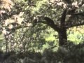 Classic Sesame Street Apple Tree On Film