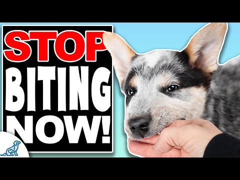 How To STOP Puppy Biting FAST!