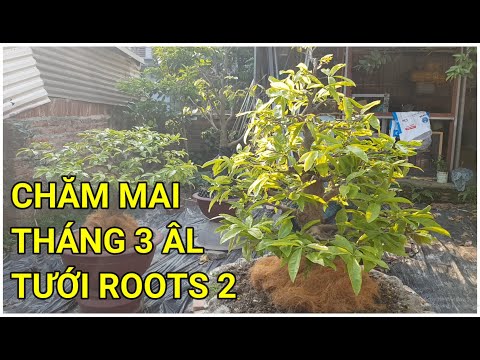 🔴 QBS22176 - CÁCH CHĂM SÓC MAI VÀNG MIỀN BẮC THÁNG 3 ÂM || TƯỚI PHÂN ROOTS 2 BỒI BỔ CHO CÂY MAI VÀNG