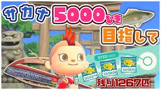 【あつ森】今日もお疲れさまｧｧ！雑談しながらひたすら釣りする🎣【あつまれどうぶつの森】