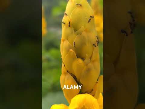 relli khola ma dhami flower Alamy  !wodzer4253