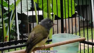 Download lagu Burung Sikatan Abu-abu Gacor Mantap, Buat Masteran Burung Fighter mp3 Download lagu Burung Sikatan Abu-abu Gacor Mantap, Buat Masteran Burung Fighter mp3