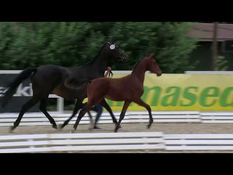 Hf v Valverde x Uptown x Levantos I 2019