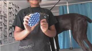 Dog Grooming : How to Cure Dry Dog Skin