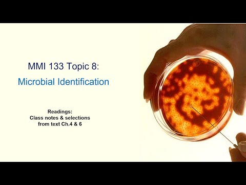 MMI 133 - 8a - Microbial Identification (microscopy & Gram staining) (Lecture Oct 8, 2020)