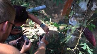 Download lagu Bule Heran Lihat Tanaman Putri Malu mp3