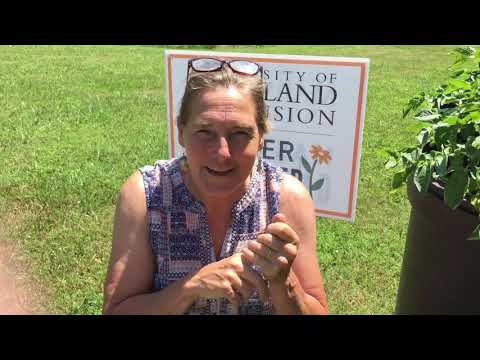 Potato flowers make fruits?