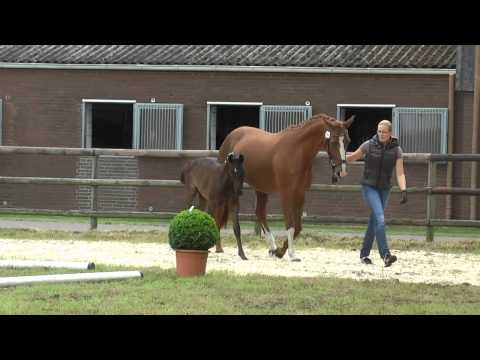 Sudweyher Fohlenschau 2015 - Kat.-Nr. 44