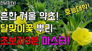 달맞이꽃 뿌리 초보자도 쉽게 찾기! 효능과 사용법~
