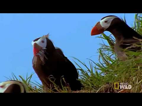 Master Predators of the Sea | Land of 10,000 Grizzlies - Animals Official