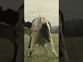 Cow Dance Funny Vedio Bestmoments Scene Whatsappstatus