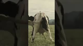 cow dance funny vedio 🐄🐄🐄🐄bestmoments 