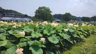 20250708 長崎県 諫早市 唐比ハス園