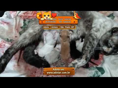 Vídeo de eles não tem nome acabarão de nascer
