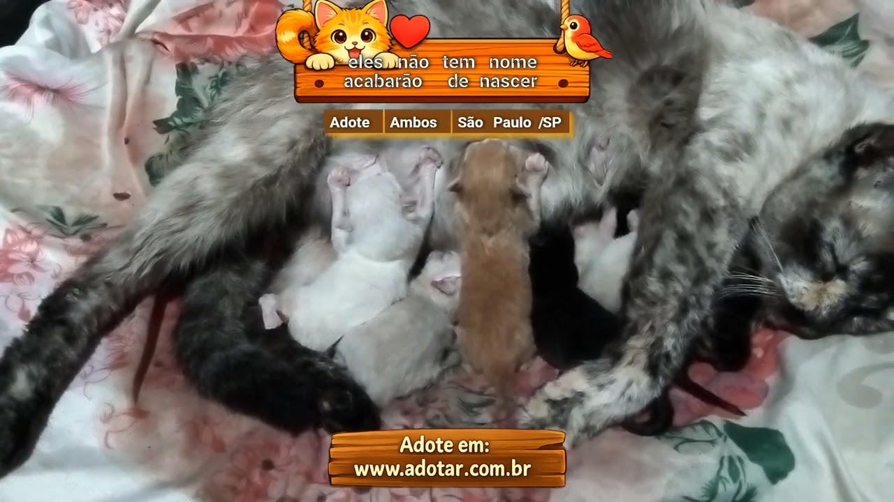 Gato raça SRD-ViraLata idade Abaixo de 2 meses nome eles não tem nome acabarão de nascer