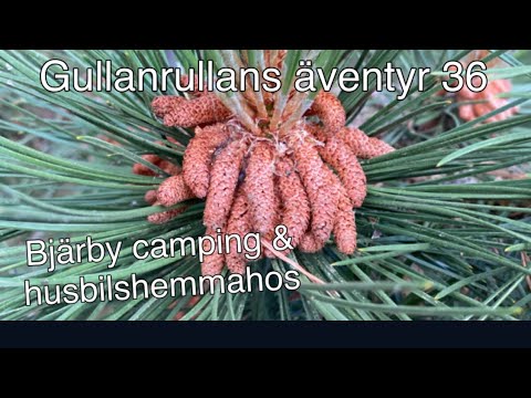 Bjärby camping (Öland) husbilshemmahos /36