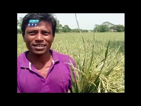 ধানের শীষ মরতে শুরু করায় হাওরাঞ্চলসহ বিভিন্ন উপজেলার কৃষকের এখন মাথায় হাত