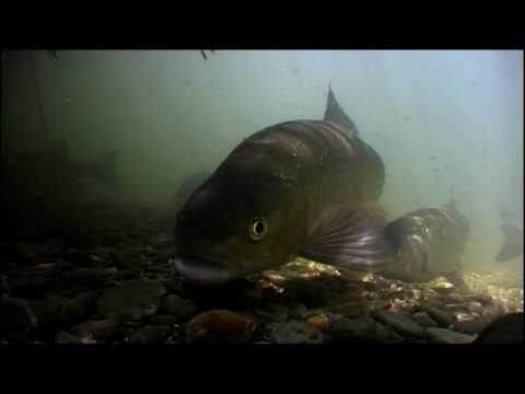 Catching The Impossible Trailer 5