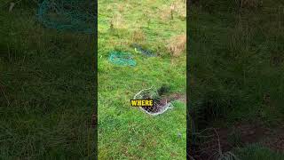 Download lagu How Hunters Use This Genius Trick To Hunt Rabbits With Ferrets mp3