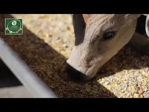 VIDEO LA LUNGHIERA - Agrario