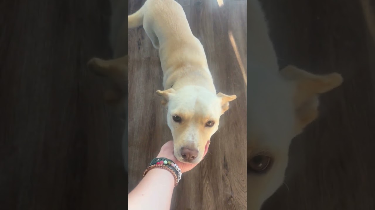 Enlarge Toast, a Adoptable mixed breed in Evergreen, CO video 2/6