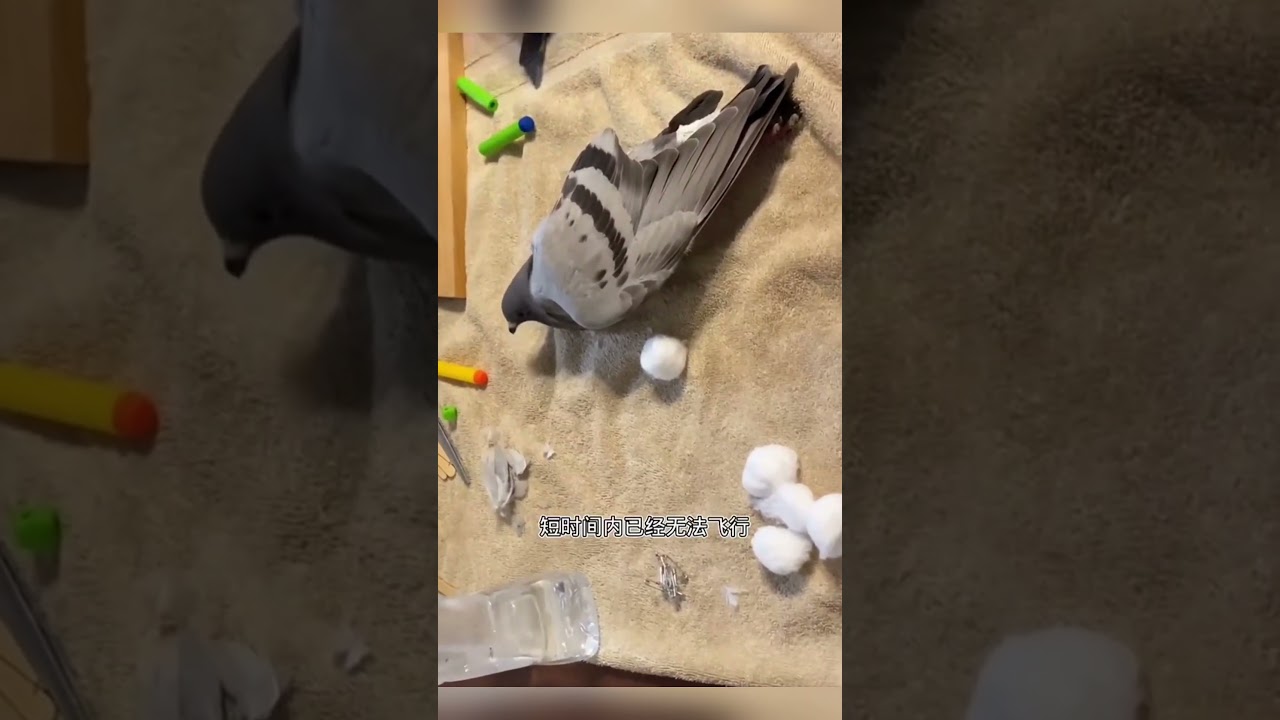 善良小姐姐勇救受伤鸽子，带回家精心治疗