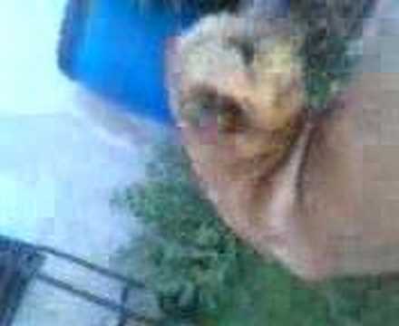 Ashira mit ihrer kangal freundin Cano :D