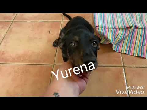 Yurena.  Ace-Algeciras 2019
