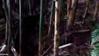 Baby Gorillas in Rwanda - Part I