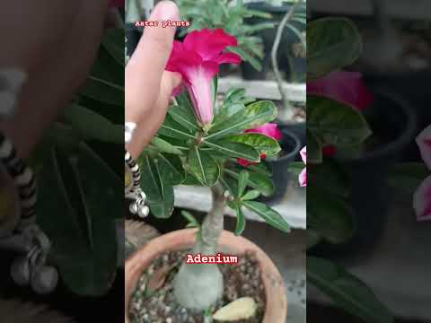 Adenium kinnari rare adenium 22/08/2024