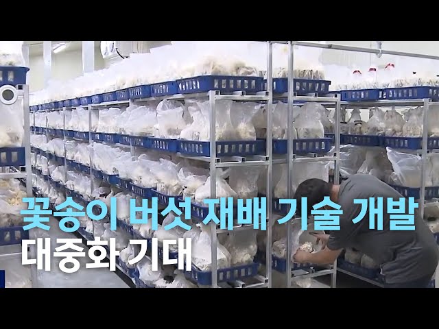 꽃송이 버섯 재배 기술 개발..대중화 기대