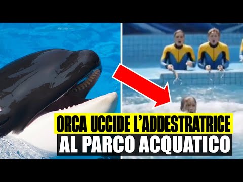 TRAGEDY AT THE WATER PARK: KILLER WHALE KILLS YOUNG TRAINER. THEN THE TRUTH EMERGES