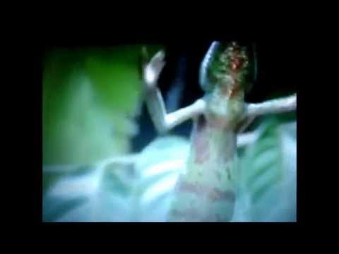 OMG DANCING CHAMELEONS MUST SEE!!!!!!