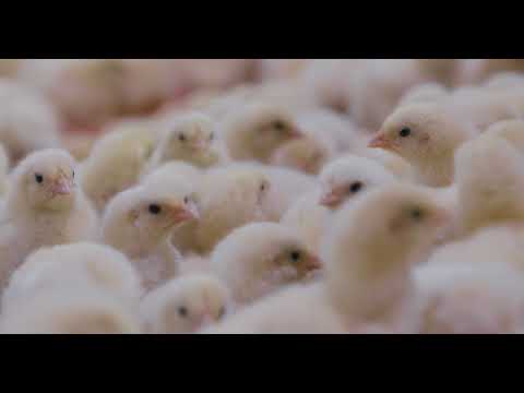 image-What does Olam do?